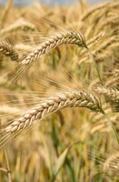 Wheat